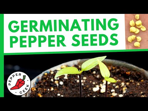 when to sow pepper seedlings and how to do it right