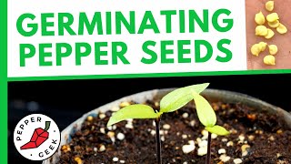 Germinating Pepper Seeds FAST  How To Plant Pepper Seeds