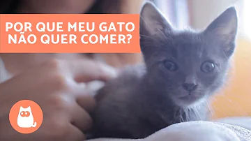 O que fazer quando o gato filhote não quer comer ração?