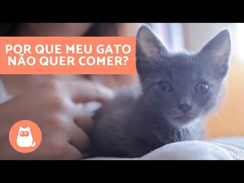 Vídeo: Como Fazer Um Gato Comer