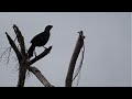 North Island Kōkako Callaeas Wilsoni Singing Its Early Morning Haunting Song 