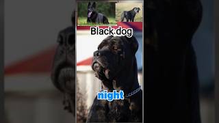 Throughout the world, large black dogs have always  the legend of the "Black Shuck" #video #shorts