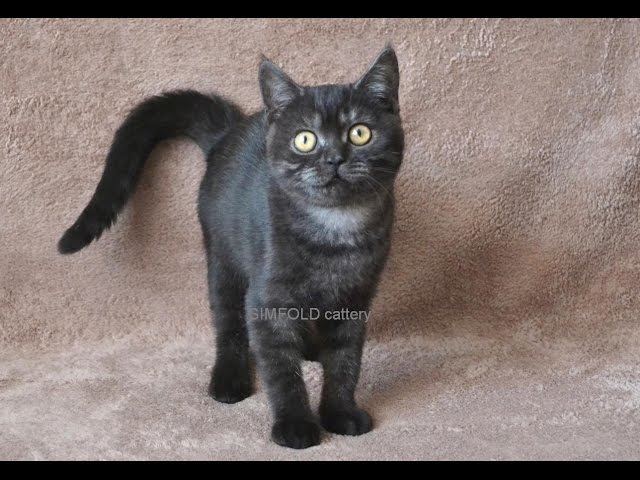 Шотландская кошечка окрас черный дым - YouTube