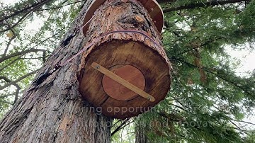 Honey Bees & Hope in the Anthropocene