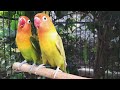 Lovebird Chirping Sounds - Pastel Green & Pastel Olive