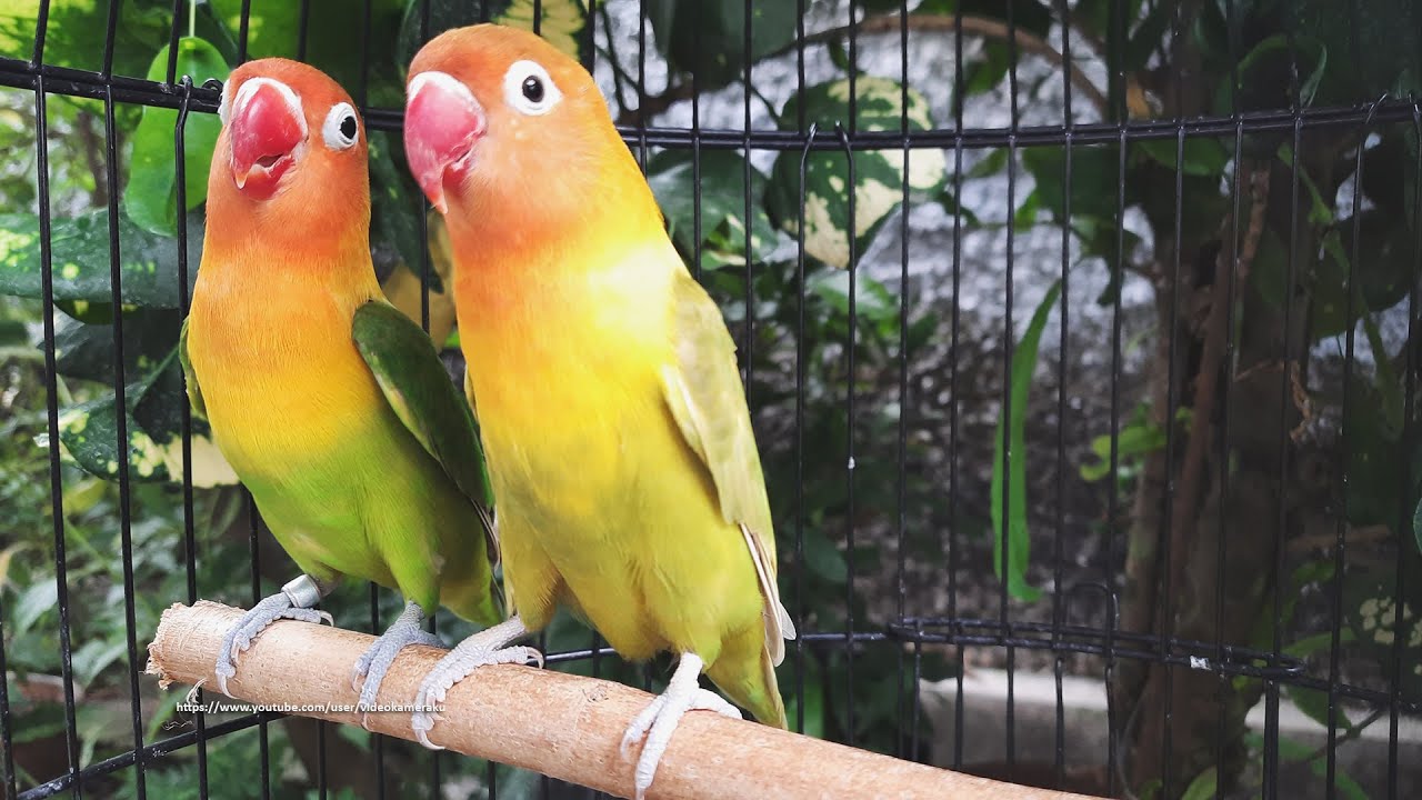 Lovebird Chirping Sounds - Pastel Green &amp; Pastel Olive - YouTube