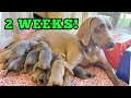 9-14 Days Old Baby Dogs Now Look Like Puppies!