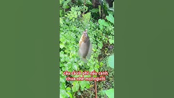 câu cá bằng cần tre siêu cuốn #miền trung tv-37l4#shorts #shortvideo #youtube #giaitri #cauca