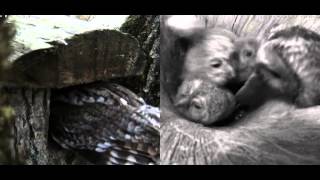 vlc record 2014 05 13 19h24m46s vlc record 2014 05 13 19h00m07s rtsp   193 40 133 138 live kakk  mp4