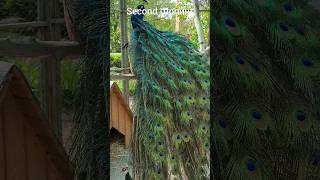 peacock павич peacocks Pfau 공작 pavone paon птаха птахи zoo. зоопарк