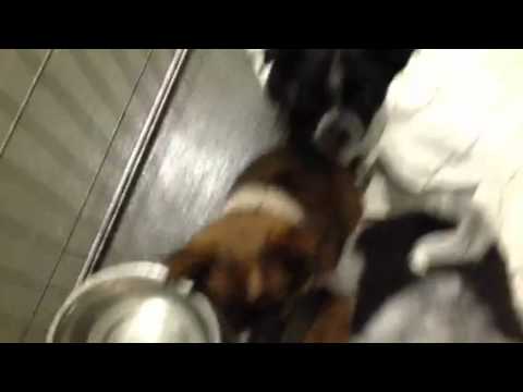 animals worksheet Puppy Rescue From Missouri