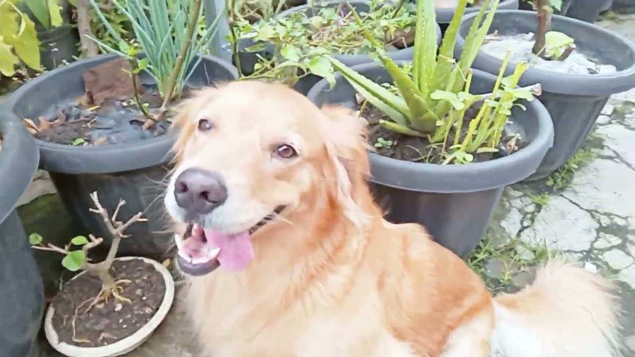 Bermain di pagi hari 🐶🐱 