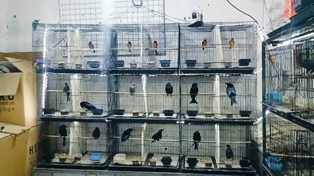 BONGKAR GEDEN SPESIAL DI BULAN RAMADHAN LOSTT KITA JUAL AWUR-AWURAN !!! IRVAN JAYA GRESIK