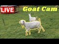 Goat Cam: Live Action