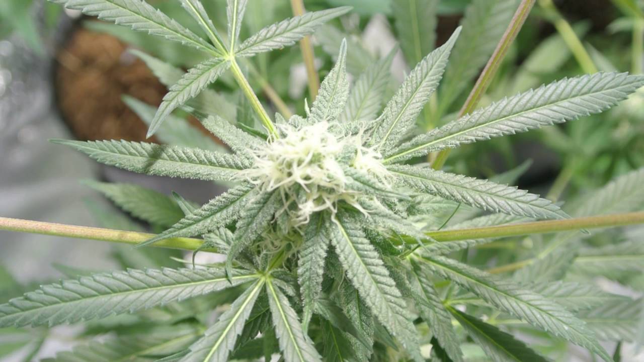 Flowering Cannabis 11 Hours of light