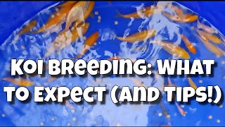 Koi Breeding: What to Expect (and Tips!)