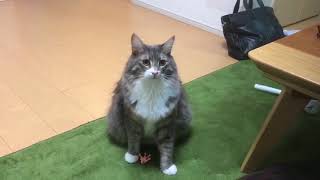 ルンルンで戻ってくる猫 ノルウェージャンフォレストキャットcat comes back in a good mood.Norwegian Forest Cat.