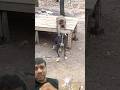 कुत्ते और बंदर की मजेदार लड़ाई🥺#monkey #viral #bandar #trending #ytshorts #shorts