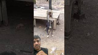 कुत्ते और बंदर की मजेदार लड़ाई🥺#monkey #viral #bandar #trending #ytshorts #shorts