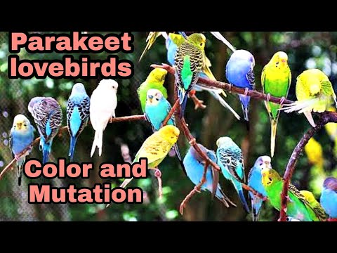 Parakeet lovebirds Color and Mutation