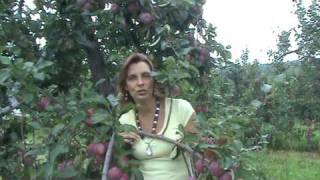 Celebrity Be Like the Apple Tree! 1 - Apples -- Abundance! Net Worth