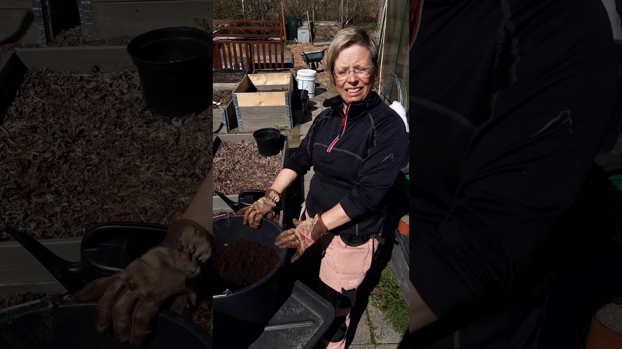 Valg av potte til ampeltomat og busktomat