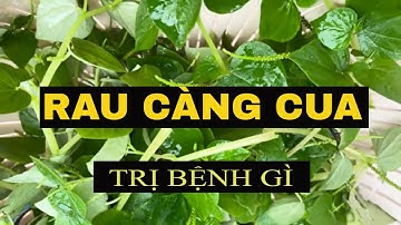Ăn Rau Càng Cua trị bệnh gì …| Bác sĩ Kiệt
