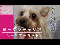 ヨークシャテリア【大人の艶髪】シャンプーカット