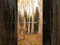The Immortal Forest That Clones Itself! 🌲 (3 Facts) #Shorts