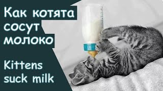 Котята разного возраста сосут молоко. Меконгский бобтейл. Golden Truffle