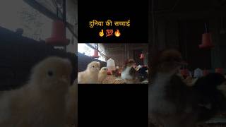 😱 🚀 Day 1 vs Day 5: Itna Change? 😱 🐥 #poultry #farming #chicken #chickenfeed #poultrytips