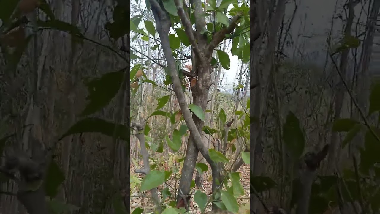 ผักหวานป่า