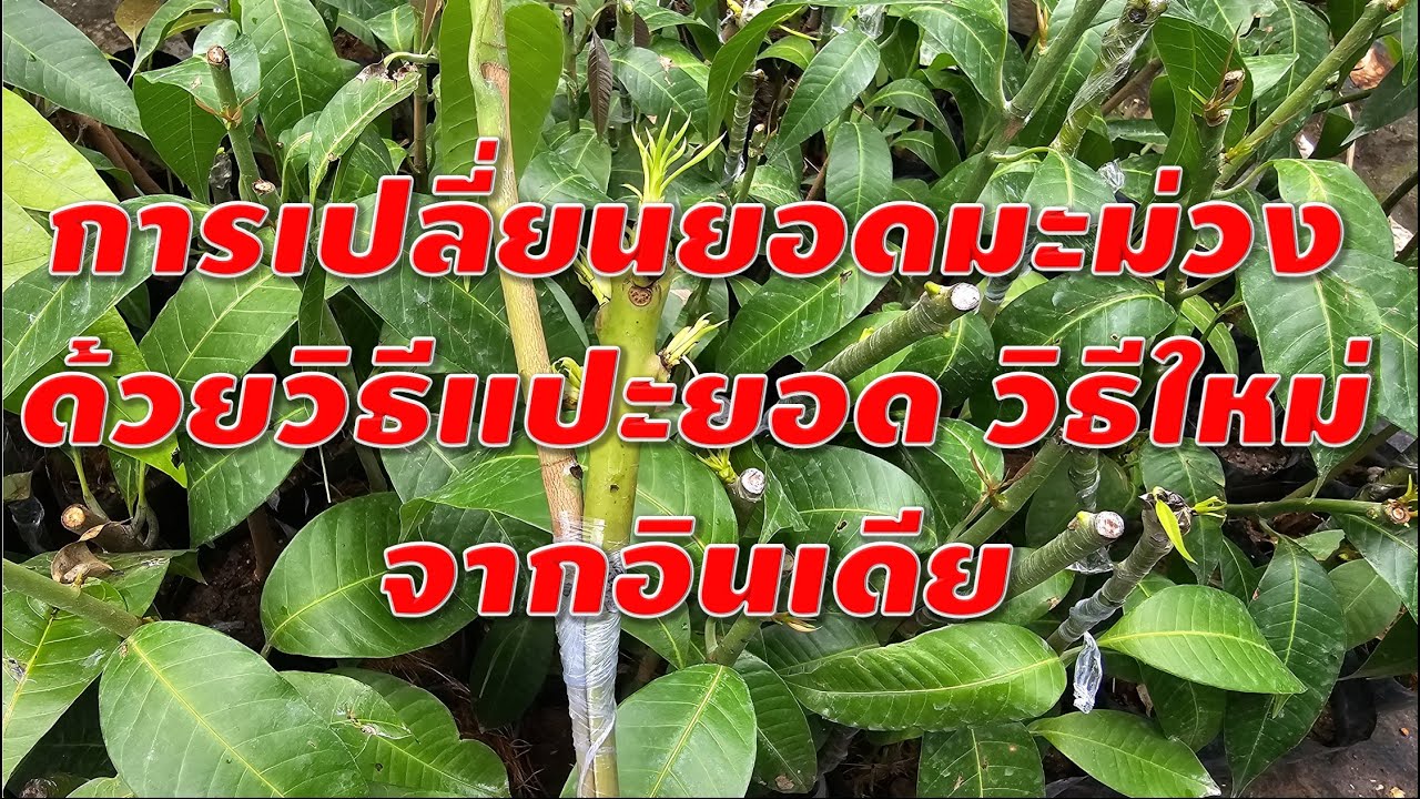 การเปลี่ยนยอดมะม่วงด้วยวิธีแปะยอด วิธีใหม่จากอินเดีย