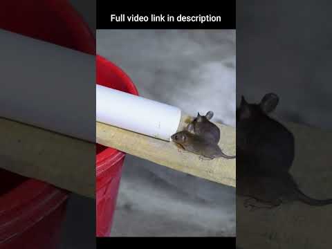 Easy Mouse/Rat Trap