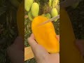 cut open a ripe mango #shorts