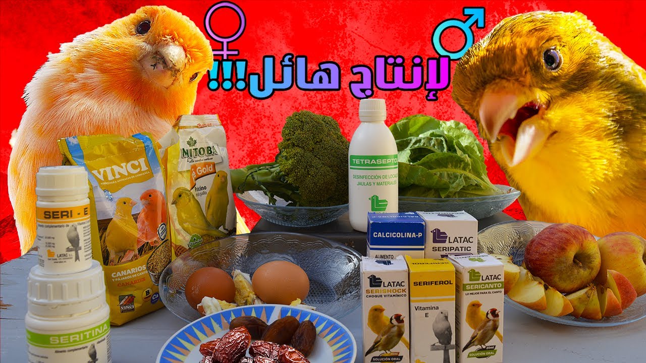تعرف على البرنامج الغدائي الذي أتبعه لطيور الكناري في موسم التزاوج