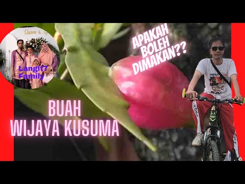 Video: Apakah buah epiphyllum bisa dimakan?