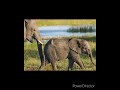 Elephants 🐘🐘 #elephant #elephants #wildlife #animals #shorts