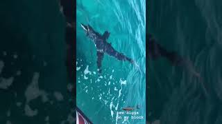 Tiburon en Salinas Ibiza