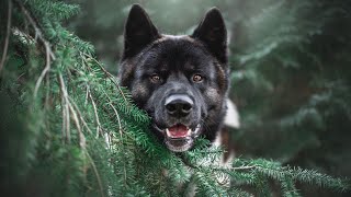 The Fascinating History of the Akita Breed in Europe