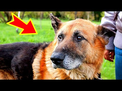 Video: Väljumiseks paarlaenu laenutamiseks võta matkadega kaasaskantavaid koeri
