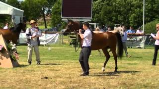 Majestival at the Emerald Trophy 2013