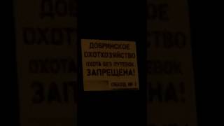 Ночью в лесу
