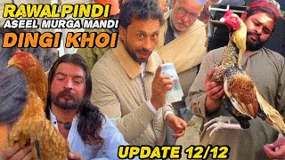 Rawalpindi Aseel Murga Mandi Update | Beautiful Aseel Birds Information
