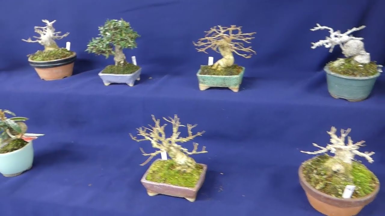 小品盆栽の展示即売会①