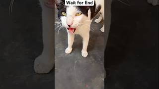 There was no trace of Sonya's pranks 🐾 #cat #cats