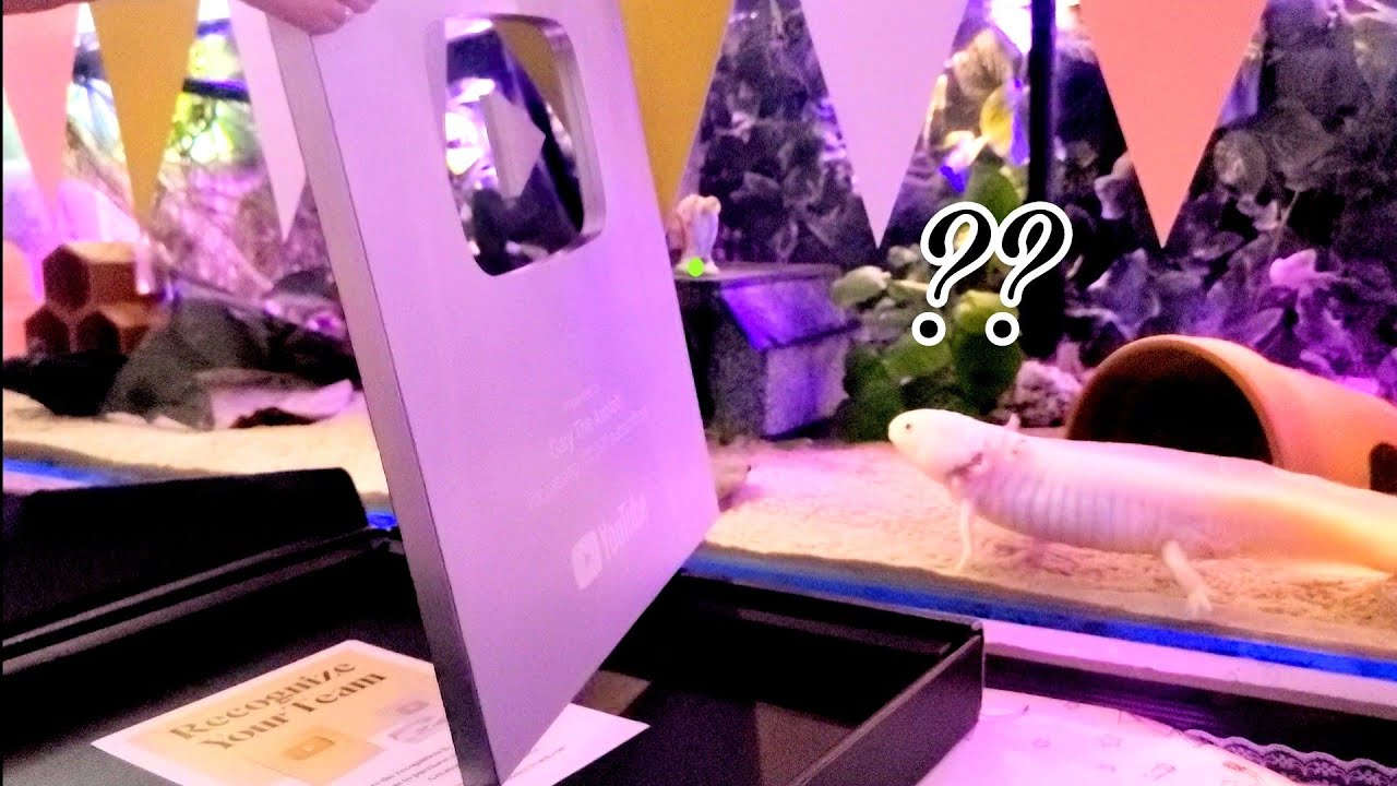Axolotl react to 100k silver play button