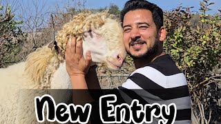 Download Lagu Alhumdulillah Allah ne phrsay aik or tohfa de diya 😍 - Bakraeid 2027 Model Inshallah - JNTV Vlogs MP3