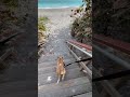 #dogbeach #florida