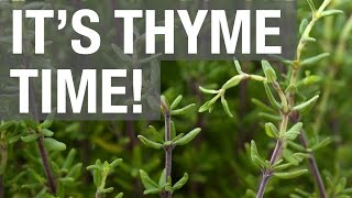 It's Thyme Time!
